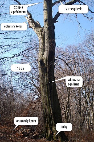 Drzewo biocenotyczne 1