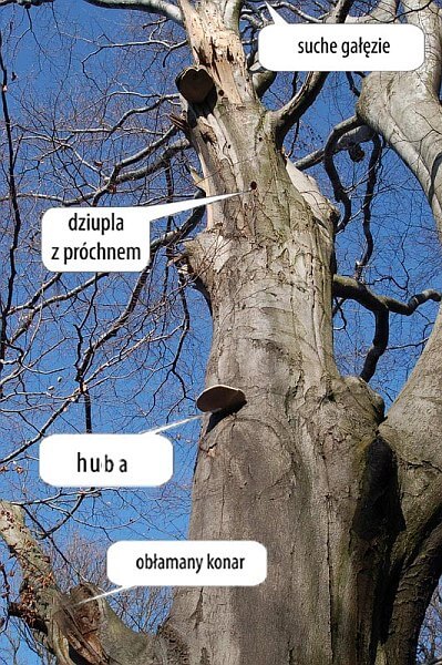 Drzewo biocenotyczne 2